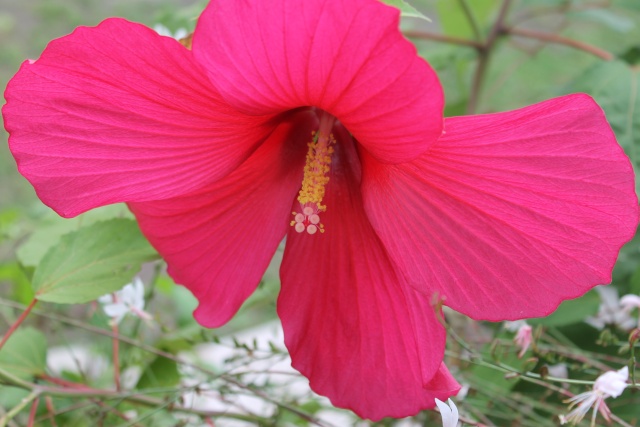 Mes hibiscus et moi...une longue histoire - Page 14 Img_2029