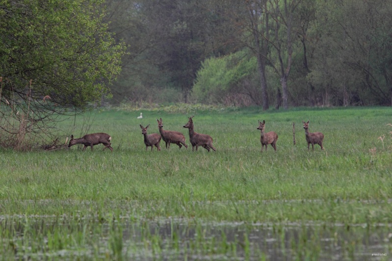 ILLWALD 2013 2013_015