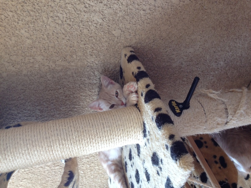 (( Adoptée)) IARMINE , chaton F , rousse , 4 mois , en FA dans le 04 [AEVANA] Photo-22