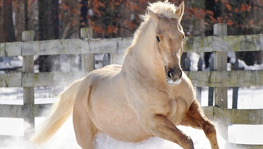 Quarter Horse ✶ Magnum Utopian 117