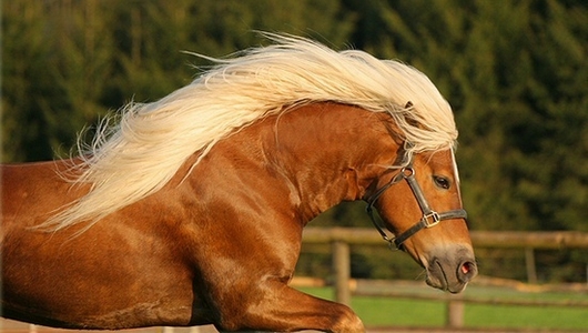 Haflinger ✶ Copperhead Creeper 212