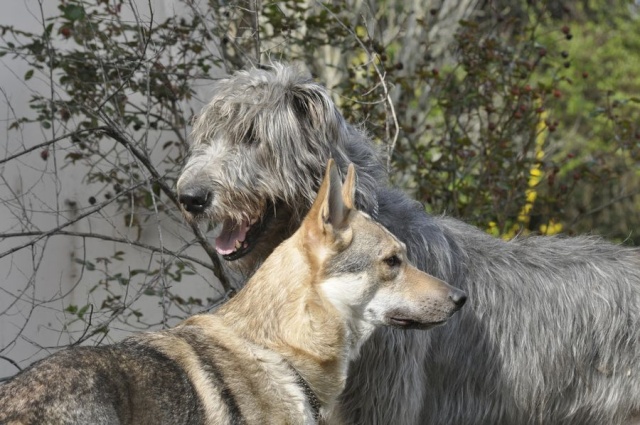 2 Irish,un chien loup tchécoslovaque, mes Trolls!! - Page 17 _dsc6814