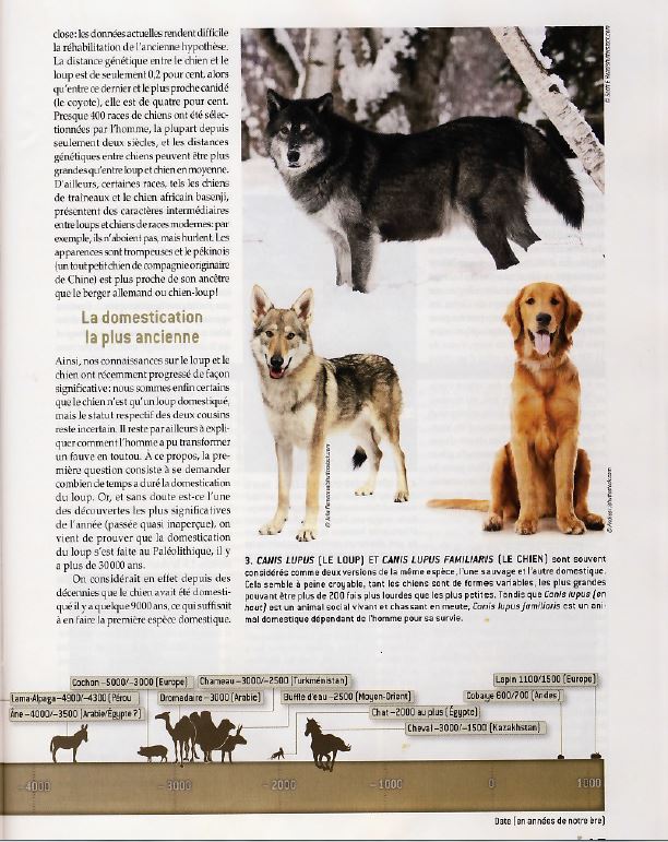 Pourquoi le loup ne peut il pas être domestiqué comme le chien ? - Page 4 Captur17