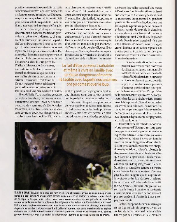 Pourquoi le loup ne peut il pas être domestiqué comme le chien ? - Page 4 Captur20