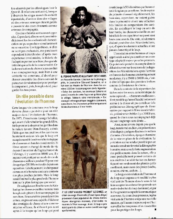 Pourquoi le loup ne peut il pas être domestiqué comme le chien ? - Page 4 Captur21