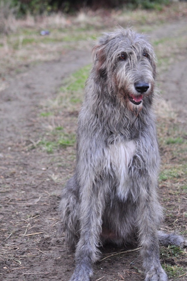 Qu'elle est le nom de vos/votre chien? Et Pourquoi? - Page 2 Dsc_0010