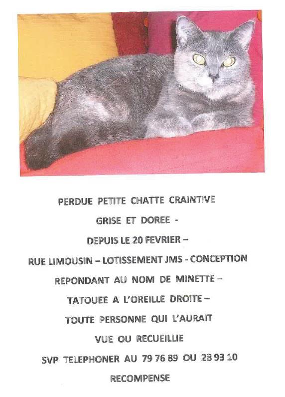 PERDUE MINETTE chatte gris souris au Pont des Français le 20/02/2013 20130253