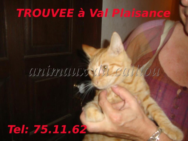 plaisance - TROUVEE chatte rousse collier anti-puce vert à Val Plaisance le 01/03/2013 20130312