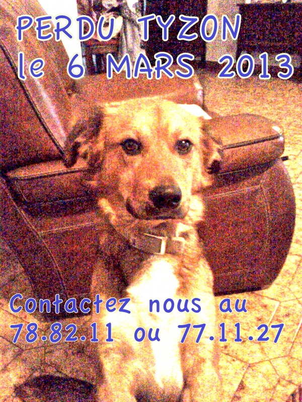 PERDU chien couleur fauve à Koné le 06/03/2013 20130319