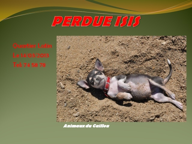PERDUE ISIS chiot chihuahua de 3 mois,  grise avec blanc sous le cou et pattes marron, collier noir au Quartier Latin le 17/03/2013  20130333