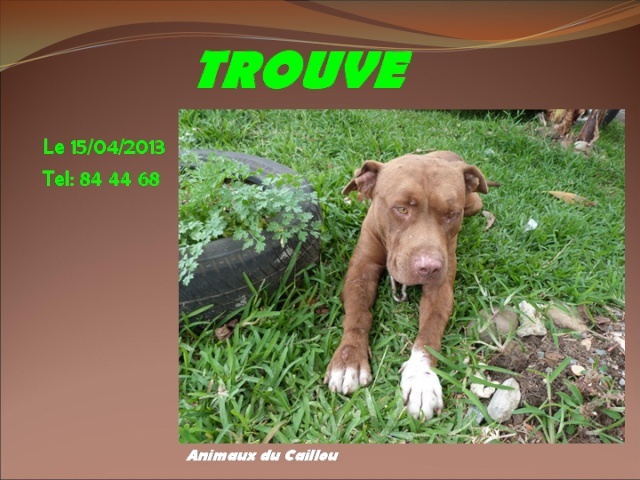 TROUVE pitt couleur chocolat avec un peu de blanc le 15/04/2013 20130434