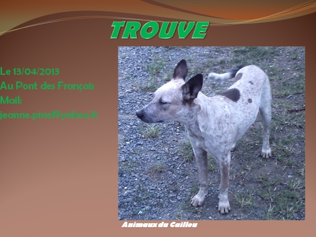TROUVE jeune croisé chien bleu au Pont des Français le 13/04/2013 20130435