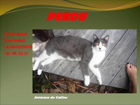 Perdu Chat Gris Souris Et Blanc A Nondoue Dumbea Le 26 03 13