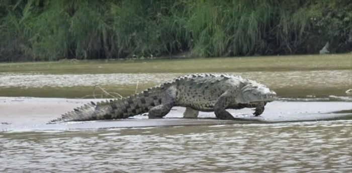 Gustave, cet immense crocodile qui aurait mangé jusqu'à 300 humains Captu117