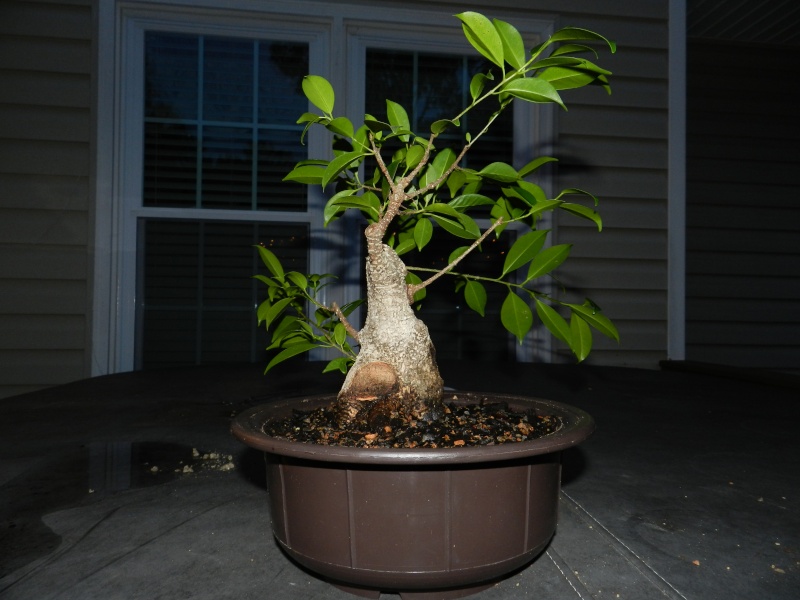 Progression of a Ficus m. 02410
