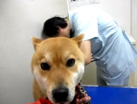 a dogs face shows expression Vet10