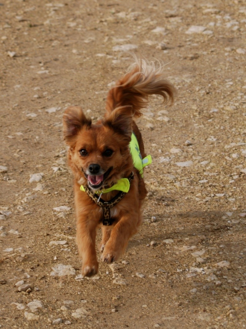 Adopter un chiot de refuge Dsc_0010