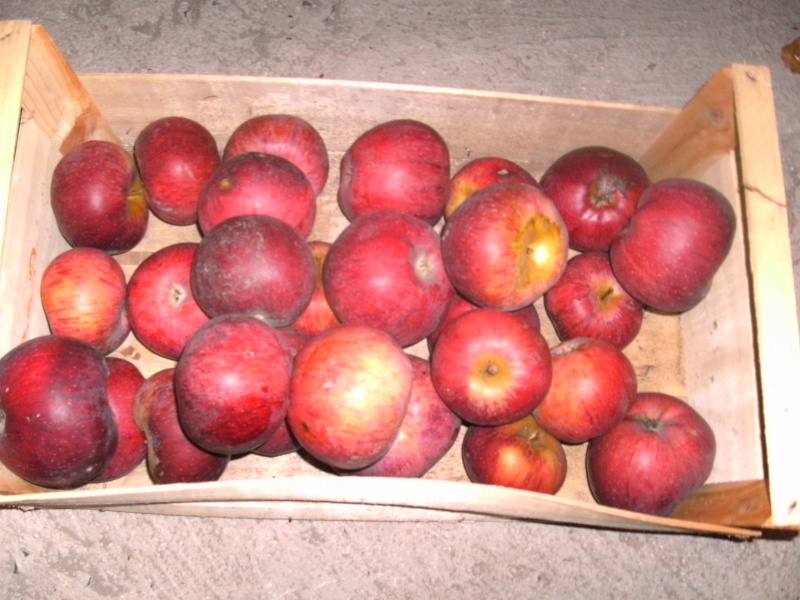 Un dicton nous rappelle qu'une pomme par jour éloigne le médecin. Bild0322