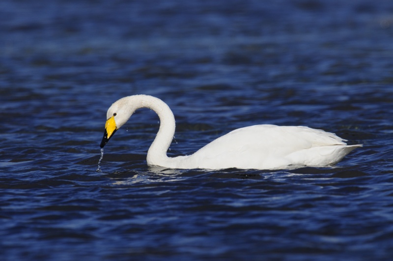 Grebe a bec bigarré, grande aigrette et fuligule a tête noire Cygne_10