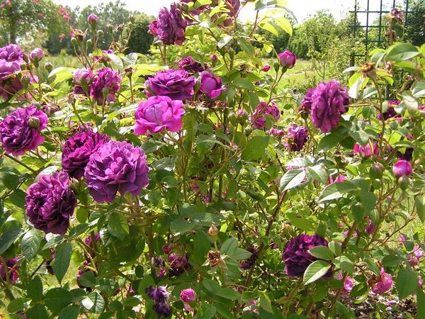Rosa Tuscany Superb Tuscan10
