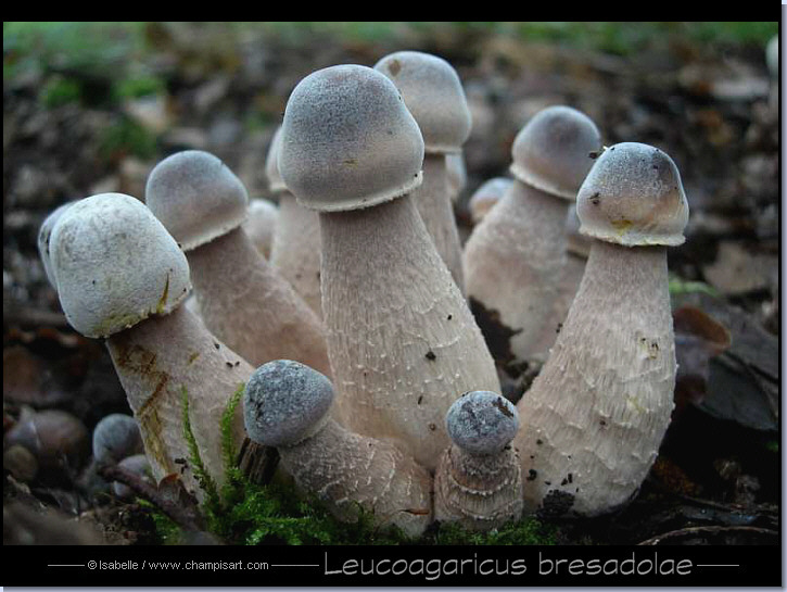 encore un champignon Leucoa12