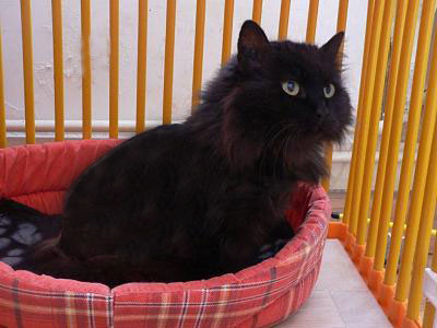 KHIRA chatte type européenne angora non LOOF - Handi'cats (59) Khira510