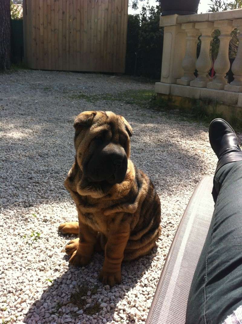 Iona, notre belle shar-peï - Page 5 Img_0919