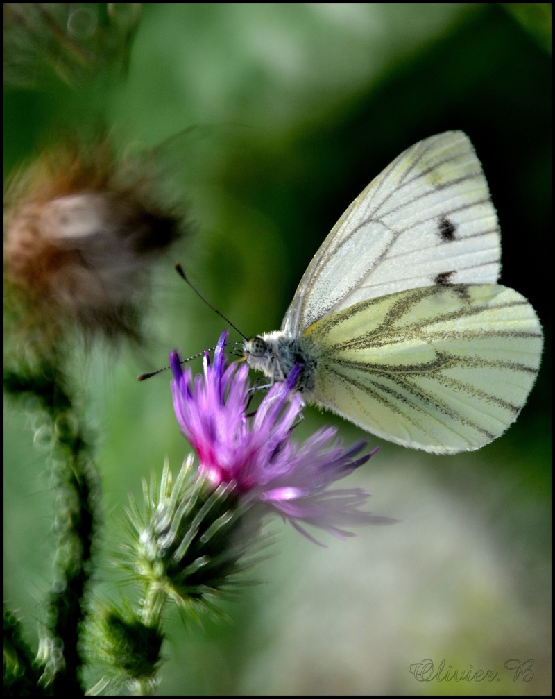 Le papillon  Papill10