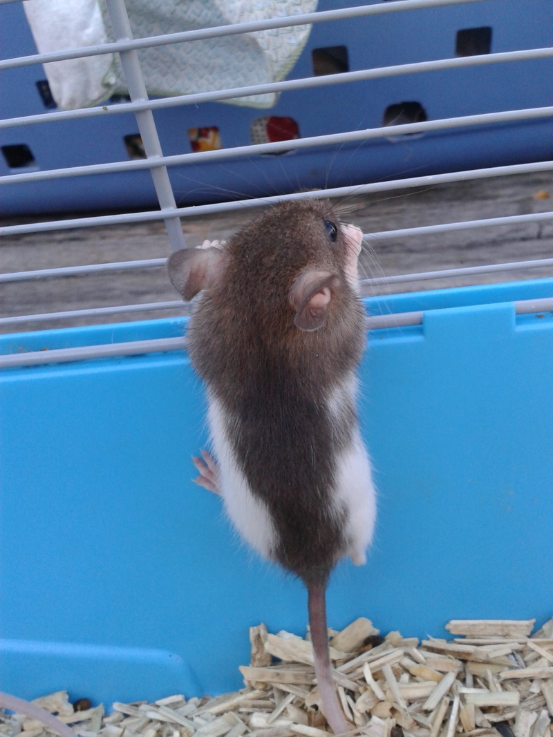 Bébés ratons mâles a placer 2013-010