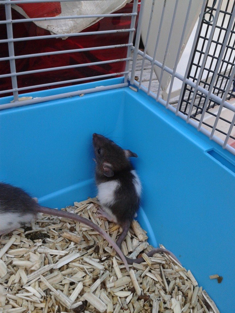 Bébés ratons mâles a placer 2013-011