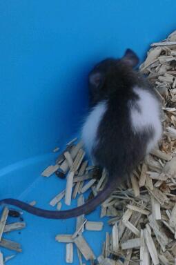 Bébés ratons mâles a placer 2013-016