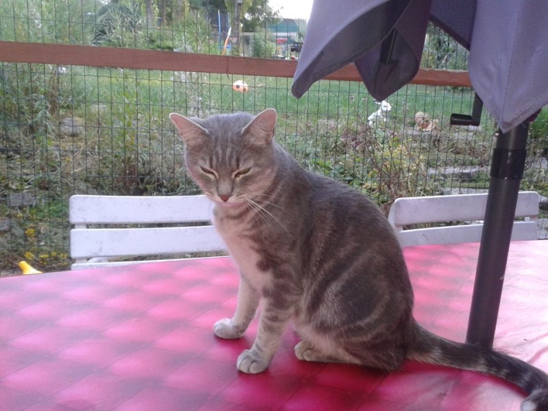 Badou, Tabby Gris, 5 ans Badou510