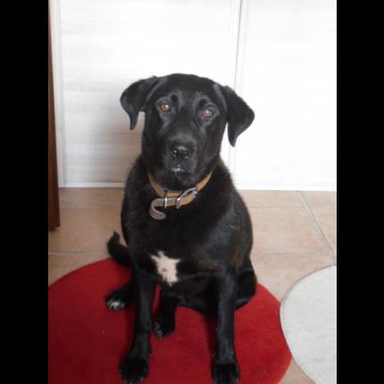 perdu  poupie chien  Labrador - Retriever du Labrador  Robe noire, poitrail blanc pucé roquevaire 13 60037_10