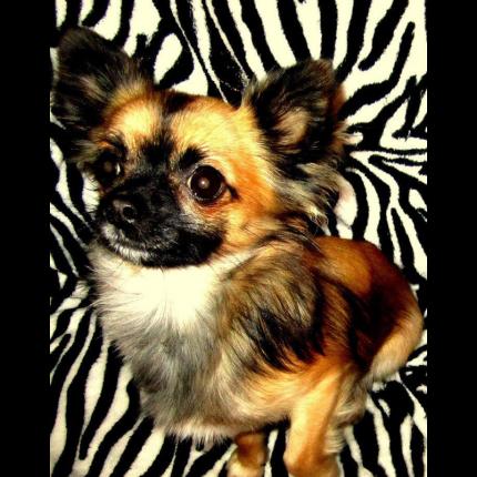 (résolu) perdu  kenickie  chien Chihuahua noir et feu pucé le 22/2/2013  AIX EN PROVENCE 13 60424_10