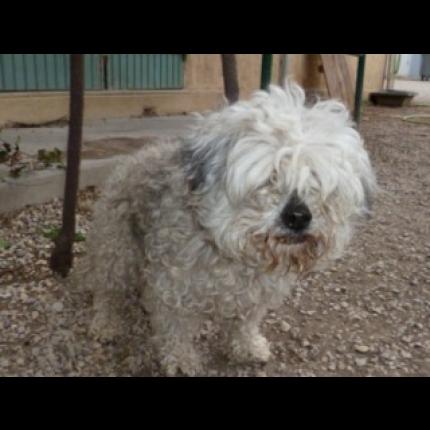 S.P.A SALON DE PROVENCE BICHON BLANC FRISE/ EPAGNEUL BRETON BLANC,MARron ,labrador , berger allemand   13 SALON 61484_10