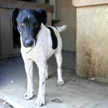 TROUVE LE 22/3/13 CHIEN TYPE FOX TERRIER POIL LISSE NOIR ET BLANC NON TATOUE 05200 Crots   64531_10