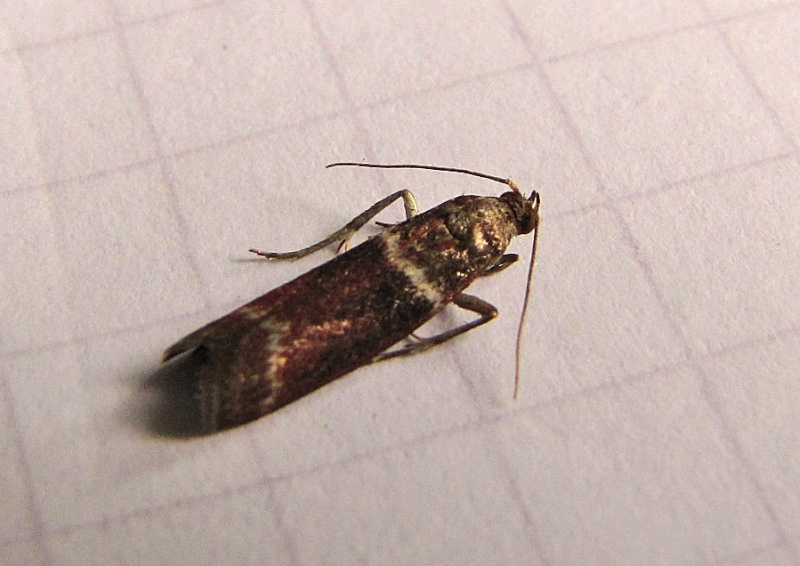 quelques micros Cydia amplana, Cryptoblabes bistriga, Ostrinia nubilalis, Cacoecimorpha pronubana, Yponomeuta padella, Diurnea flagella, Tortricodes alternella, Pempelia palumbella Crypto10