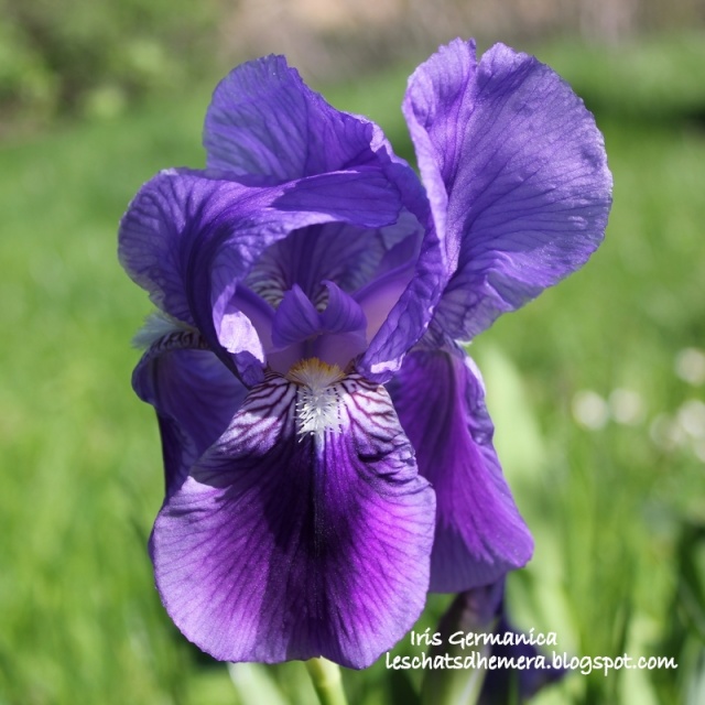 Floraisons de nos Iris barbus 2013 17_avr13