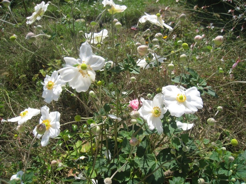 en fleurs chez moi - Page 2 00215