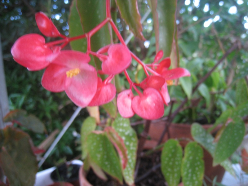 begonias en fleurs 00314