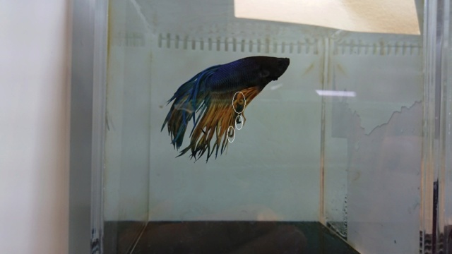 mon futur betta  Mm10