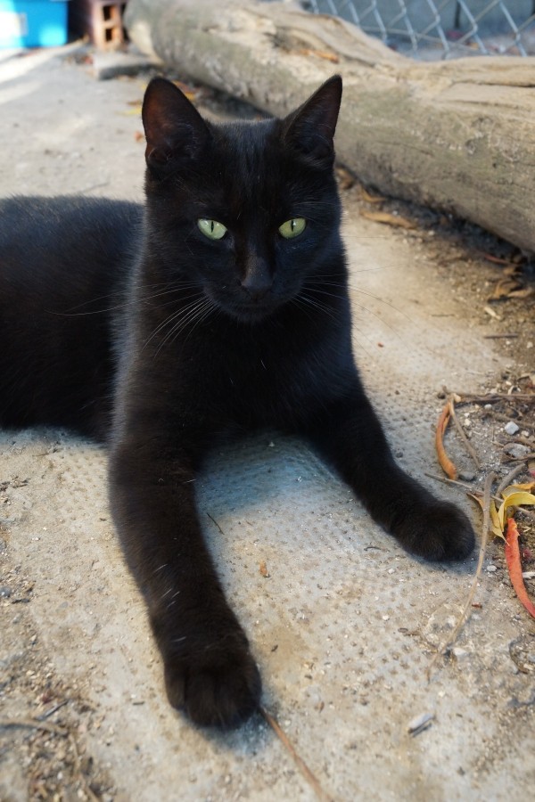 Perdue chatte noire à Blagnac Halban10