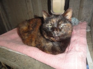 [ADOPTE] Chouquette chatte domestique Chouqu10