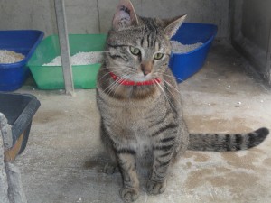 [ADOPTE] Hamac chat domestique Hamac10