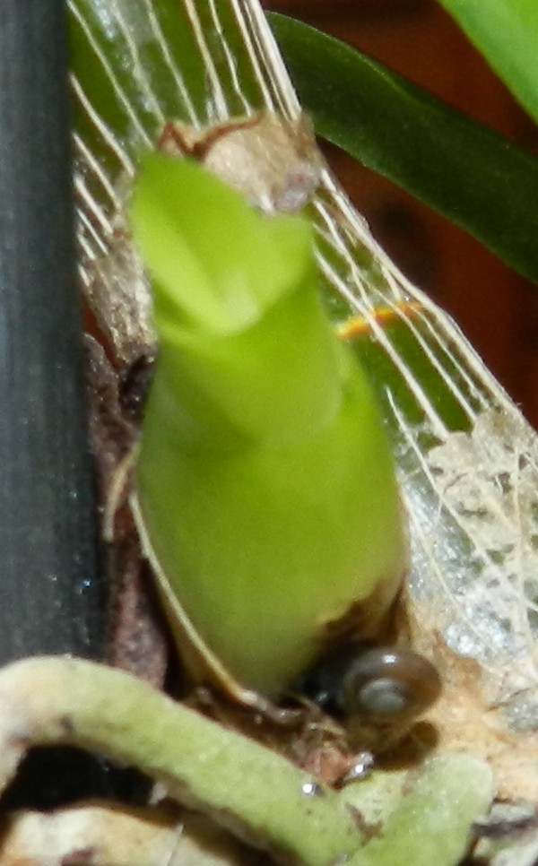 Dendrobium de type phalaenopsis "Anna green" : attaques de bêbêtes en tout genre!! - Page 3 Dscn3719
