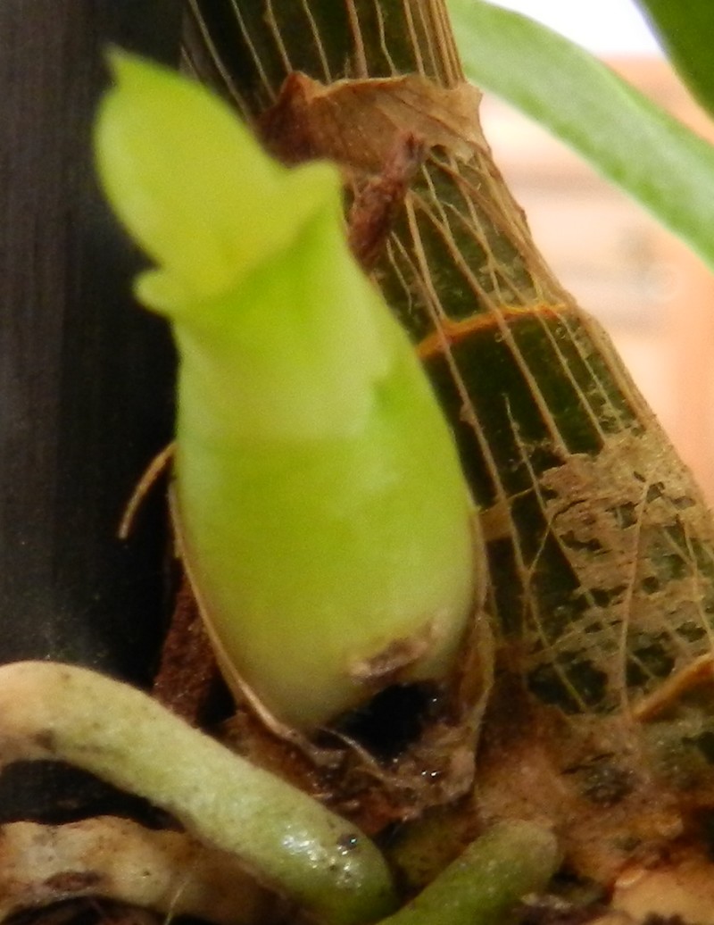 Dendrobium de type phalaenopsis "Anna green" : attaques de bêbêtes en tout genre!! - Page 3 Dscn3720