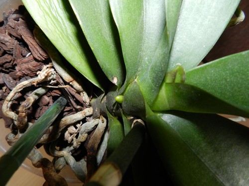 évolution d'un phalaenopsis Dscn3810