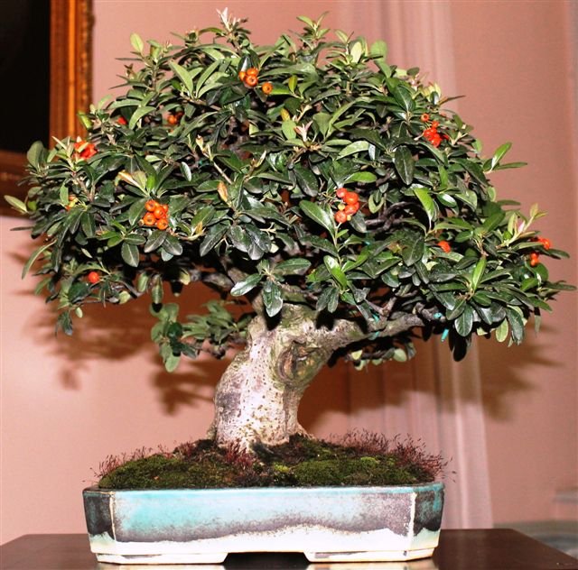 Trofeo d'arte bonsai citta di Gorizia Gorizi14