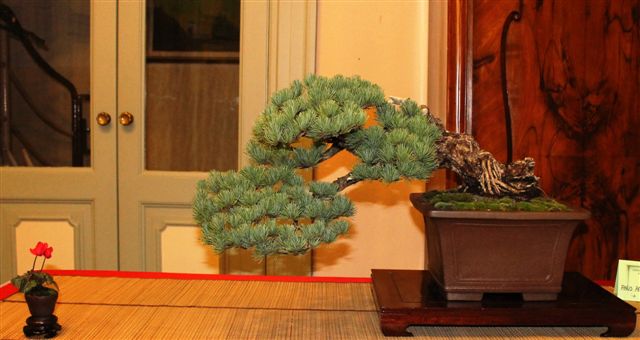 Trofeo d'arte bonsai citta di Gorizia Gorizi15