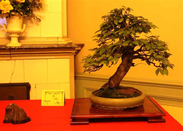 Trofeo d'arte bonsai citta di Gorizia Gorizi17